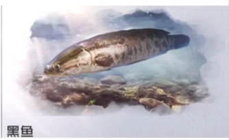 黎明觉醒生机黑鱼在哪钓 黑鱼分布位置
