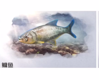 黎明觉醒生机鳙鱼在哪钓 鳙鱼分布位置