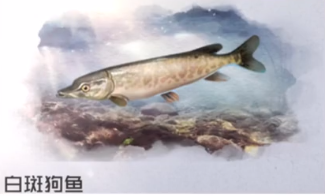 黎明觉醒生机白斑狗鱼在哪里钓 白斑狗鱼位置