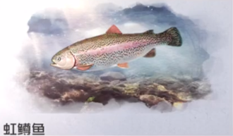 黎明觉醒生机虹鳟鱼在哪里分布 虹鳟鱼位置