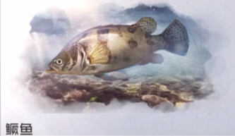 黎明觉醒生机鳜鱼在什么位置 鳜鱼分布区域分享