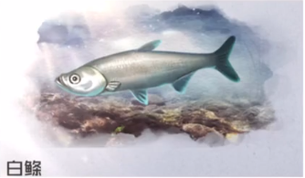 黎明觉醒生机白鲦鱼在哪里分布 白鲦分布区域
