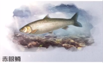 黎明觉醒生机赤眼鳟在哪里分布 赤眼鳟鱼分布区域