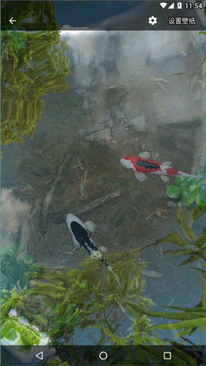 锦鲤鱼动态壁纸中文版1