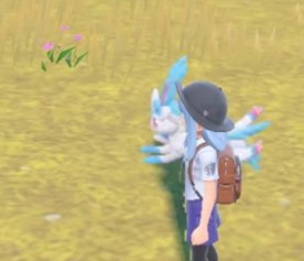 宝可梦朱紫玛力露丽怎么样 宝可梦朱紫玛力露丽能力介绍