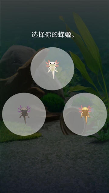 治愈的蝾螈育成4