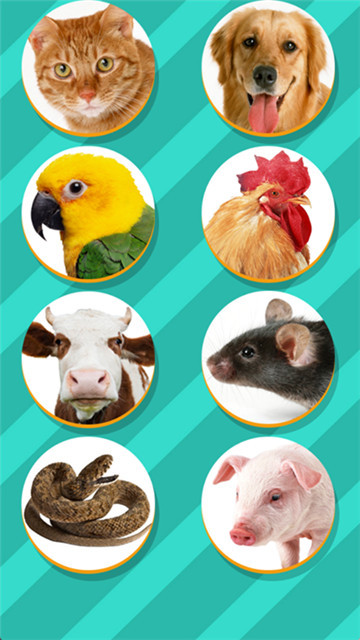 pettranslator安卓版3